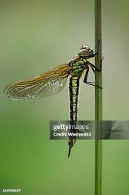 Attēlu rezultāti vaicājumam “Brachytron pratense”