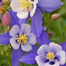 Image result for Aquilegia caerulea