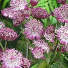 Image result for Astrantia majon `Abbey Road`
