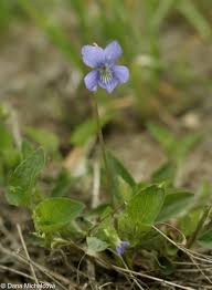 Attēlu rezultāti vaicājumam “Viola canina flower”