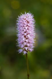 Attēlu rezultāti vaicājumam “Bistorta major leaf”