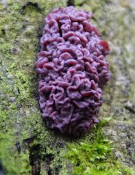 Attēlu rezultāti vaicājumam “Ascocoryne sarcoides”