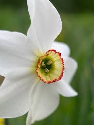 Attēlu rezultāti vaicājumam “Narcissus poeticus”