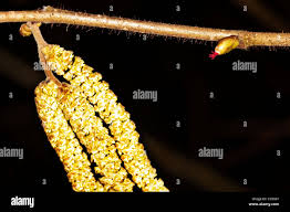 Attēlu rezultāti vaicājumam “Corylus avellana male flower”
