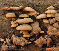 Attēlu rezultāti vaicājumam “Lentinellus ursinus”