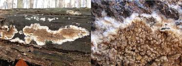 Attēlu rezultāti vaicājumam “Coniophora puteana”