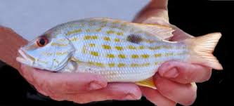 Image result for Lutjanus synagris