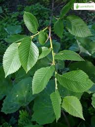 Attēlu rezultāti vaicājumam “Ulmus laevis leaf”