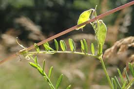 Attēlu rezultāti vaicājumam “Vicia hirsuta flower”