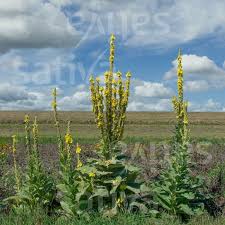 Image result for Verbascum densiflorum