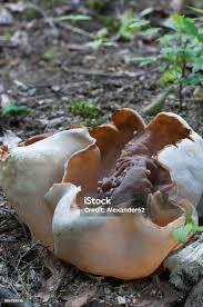 Attēlu rezultāti vaicājumam “Peziza repanda”