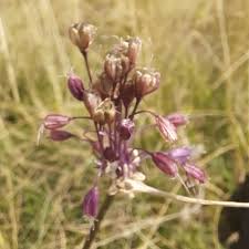 Attēlu rezultāti vaicājumam “Allium oleraceum flower”