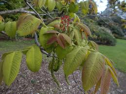 Attēlu rezultāti vaicājumam “Juglans cinerea flower”