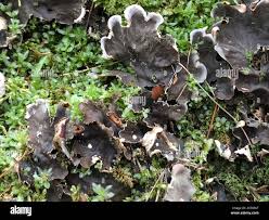 Attēlu rezultāti vaicājumam “Peltigera polydactylon”
