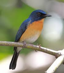 Attēlu rezultāti vaicājumam “Muscicapidae”