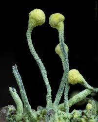 Attēlu rezultāti vaicājumam “Chaenotheca furfuracea”