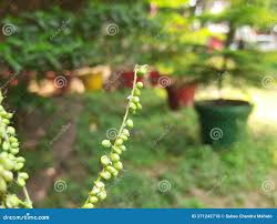 Attēlu rezultāti vaicājumam “Melilotus albus fruit”