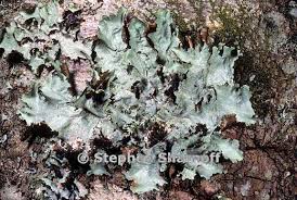 Attēlu rezultāti vaicājumam “Platismatia glauca”