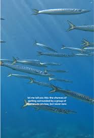 Image result for Dive Barracuda