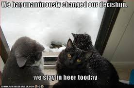 cats snow meme