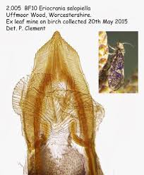 Attēlu rezultāti vaicājumam “Eriocraniidae”