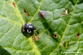 Attēlu rezultāti vaicājumam “Tritomegas bicolor nymph”