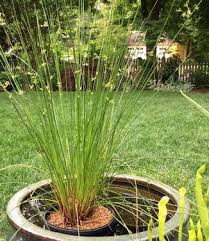 Attēlu rezultāti vaicājumam “Juncus effusus”