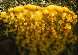 Attēlu rezultāti vaicājumam “Physarum obscurum plasmodium”