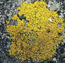 Attēlu rezultāti vaicājumam “Candelariella sp.”