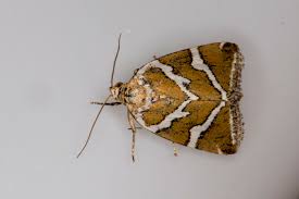 Attēlu rezultāti vaicājumam “Deltote bankiana”