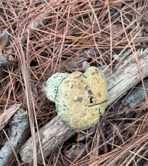 Attēlu rezultāti vaicājumam “Gyroporus cyanescens”