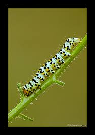 Attēlu rezultāti vaicājumam “Shargacucullia scrophulariae”