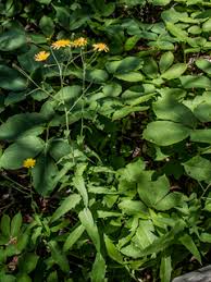 Attēlu rezultāti vaicājumam “Hieracium umbellatum bud”