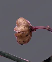 Attēlu rezultāti vaicājumam “Euonymus europaeus bud”