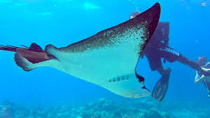 Image result for Manta Divers Sub-Aqua Club