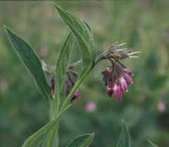 Image result for Symphytum officinale