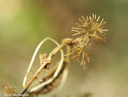 Attēlu rezultāti vaicājumam “Batrachium circinatum flower”