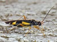 Attēlu rezultāti vaicājumam “Dryophilocoris flavoquadrimaculatus”