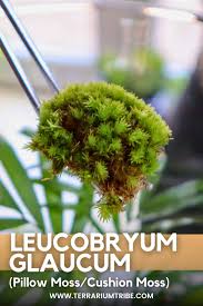 Attēlu rezultāti vaicājumam “Leucobryum glaucum”