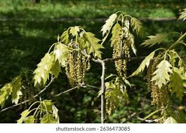 Attēlu rezultāti vaicājumam “Quercus rubra flower”