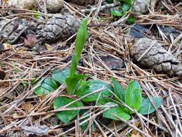 Attēlu rezultāti vaicājumam “Goodyera repens bud”
