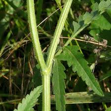 Attēlu rezultāti vaicājumam “Torilis japonica leaf”