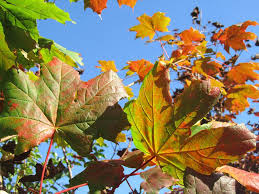 Attēlu rezultāti vaicājumam “Acer platanoides leaf”
