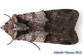 Attēlu rezultāti vaicājumam “Noctuidae”