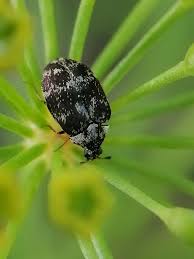 Attēlu rezultāti vaicājumam “Anthrenus sp. imago”