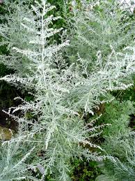 Image result for Artemisia absinthium