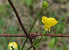 Attēlu rezultāti vaicājumam “Ranunculus bulbosus flower”