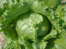 Attēlu rezultāti vaicājumam “Lactuca sativa”