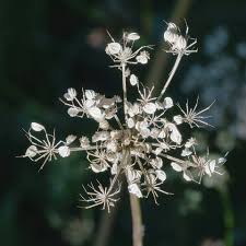 Image result for Pimpinella saxifraga
