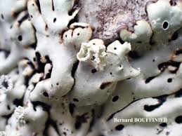 Attēlu rezultāti vaicājumam “Menegazzia terebrata”